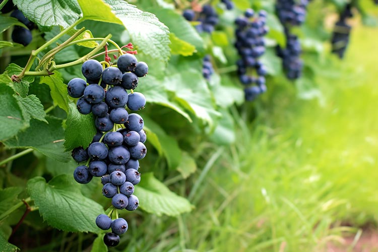 Blueberry Orchard